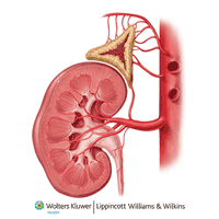 kidney cross-section thumbnail