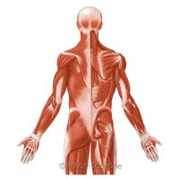 skeletal muscle anatomy thumbnail