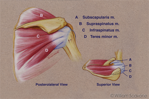 Muscles of the rotator cuff from the Posterolateral and Superior Views