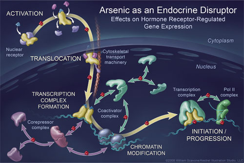 Arsenic as an Endocrine Disruptor