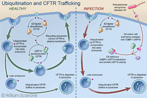 Ubiquitin & CFTR Trafficking Thumbnail