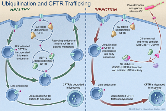 Ubiquitin & CFTR Trafficking