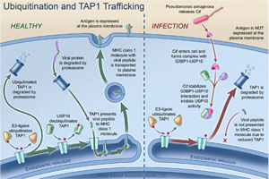 Ubiquitin & TAP1 Trafficking Thumbnail