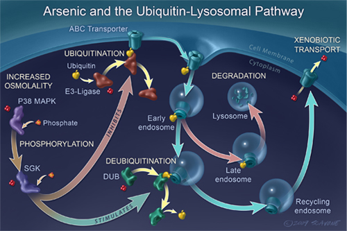 Ubiquitin-Lysosomal Pathway