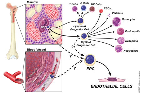 vascular-stem-cells