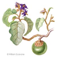 Solanum Lycocarpum thumbnail