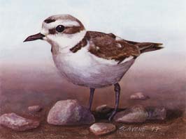 Western Snowy Plover thumbnail